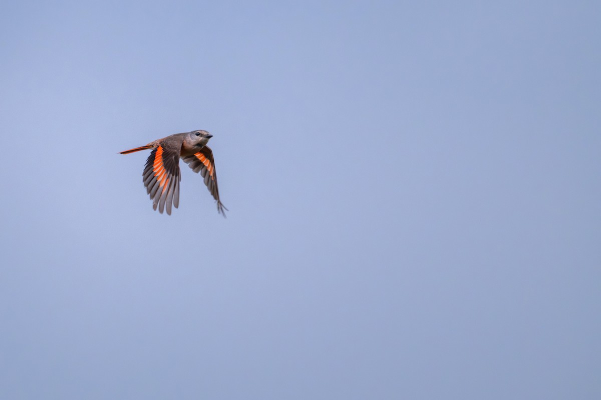 Rosy Minivet - ML659554713