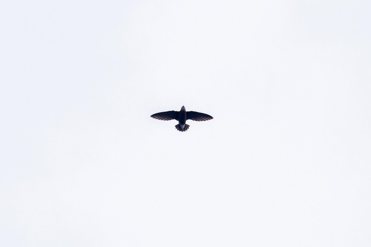 Silver-backed Needletail - ML659554716