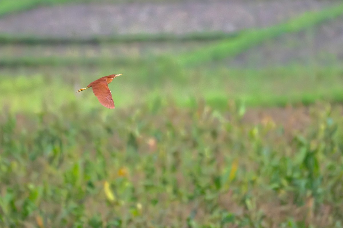 Cinnamon Bittern - ML659554737