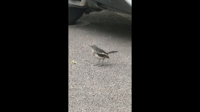 Oriental Magpie-Robin - ML659554794