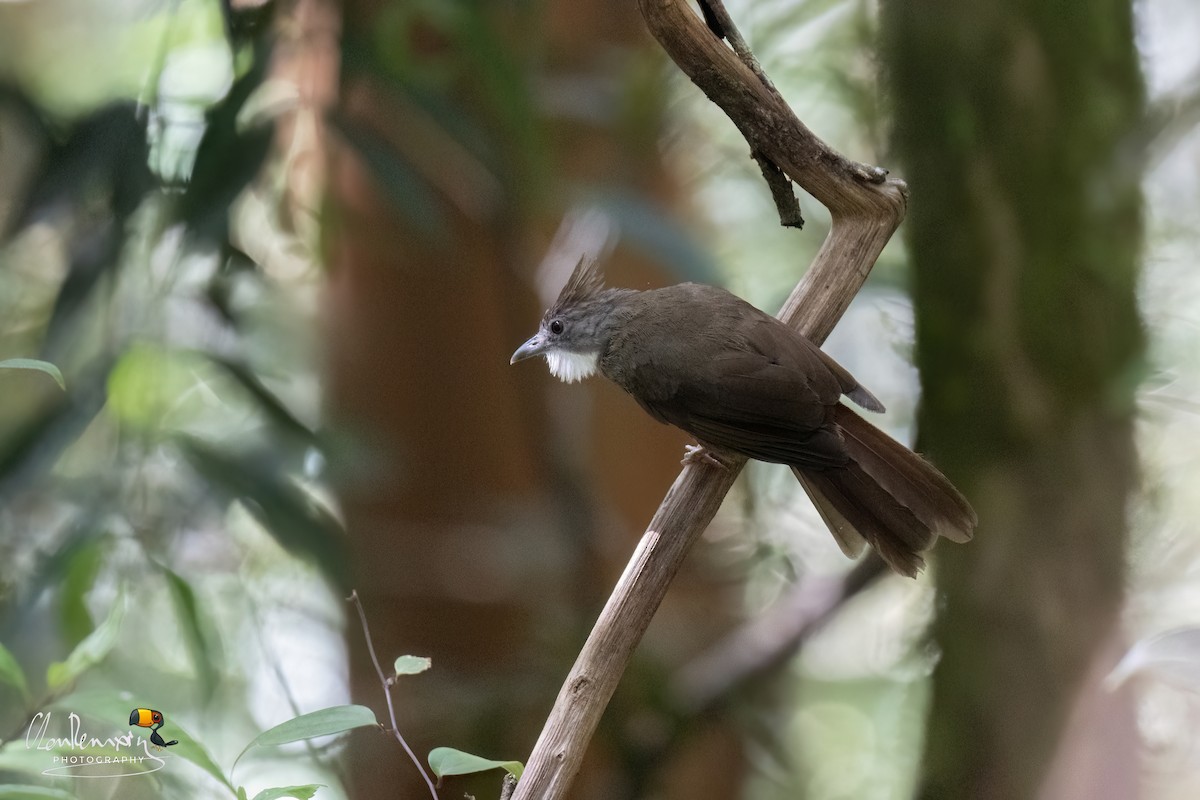 Penan Bulbul - ML659554909