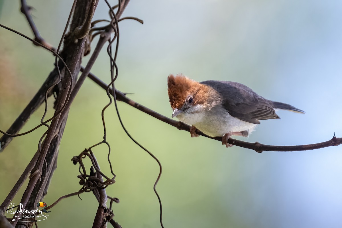 Chestnut-crested Yuhina - ML659554922