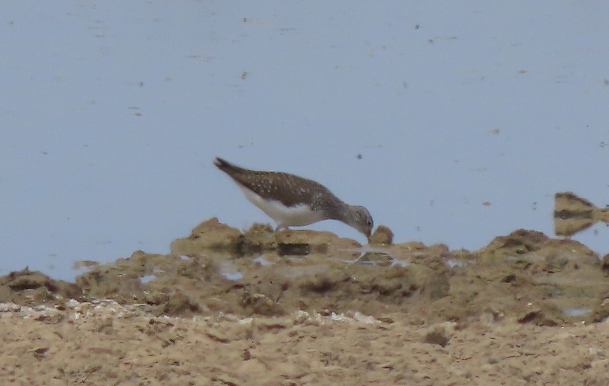 Green Sandpiper - ML659554971