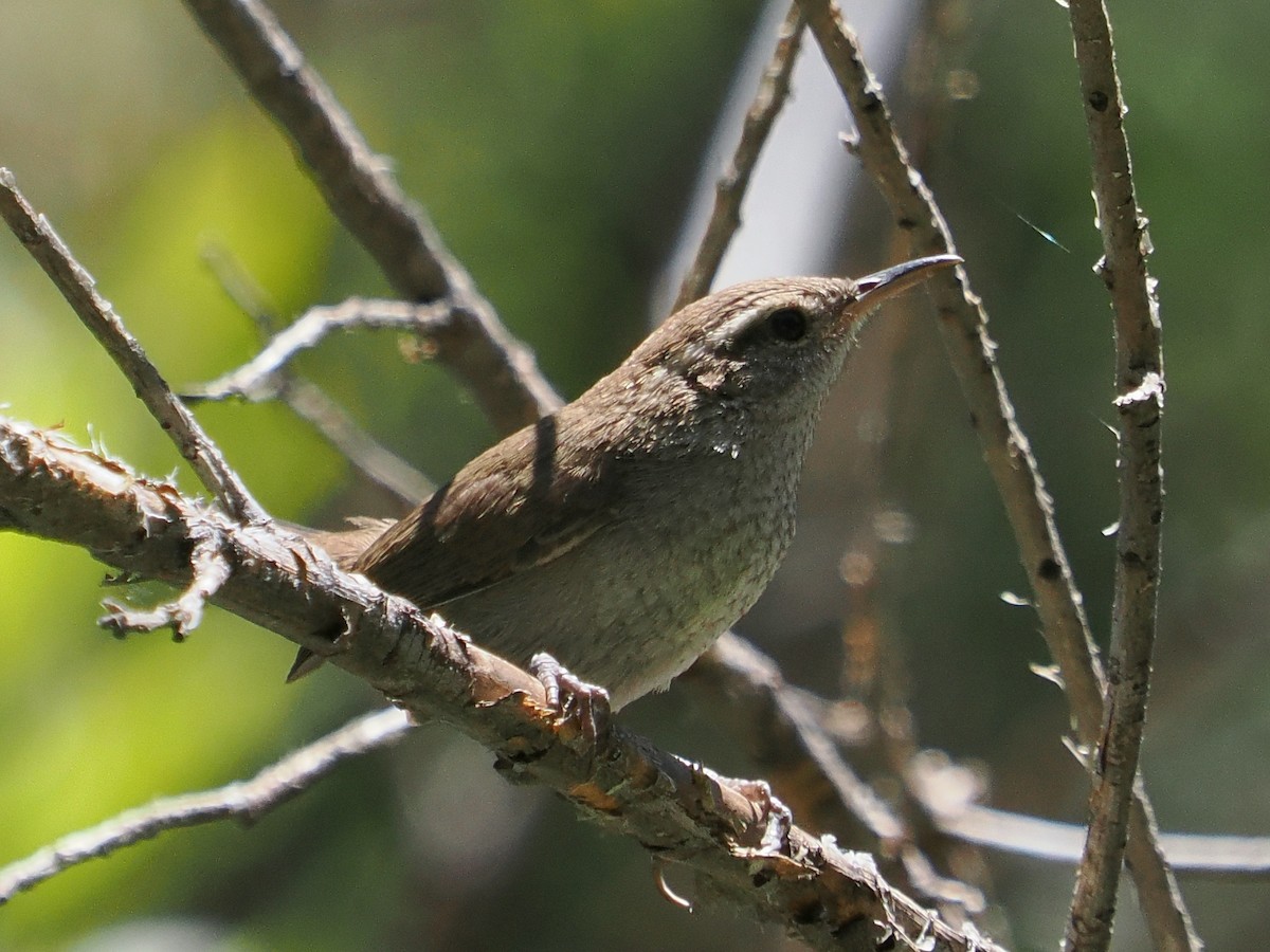 California Bird Atlas Checklist - 11 Jun 2026 - W Fork San Gabriel ...