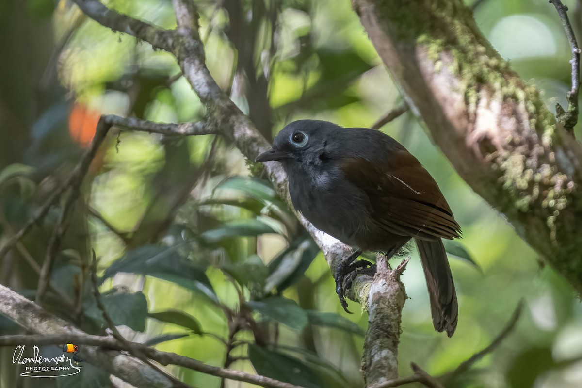 Sunda Laughingthrush - ML659555585