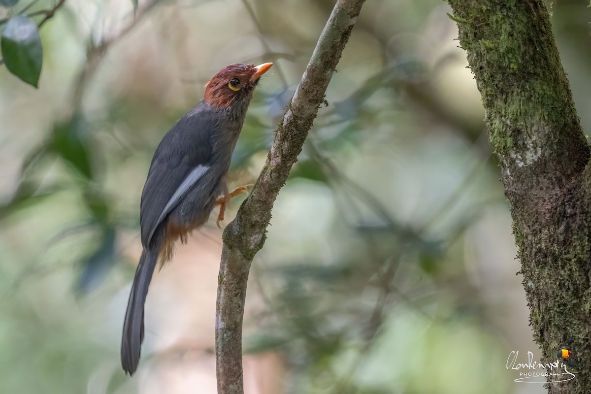 Chestnut-hooded Laughingthrush - ML659555590