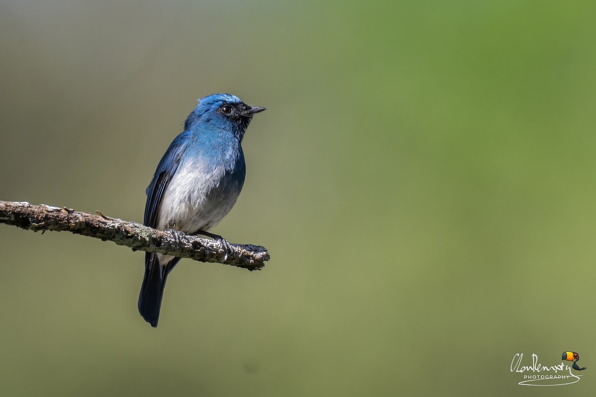 Indigo Flycatcher - ML659555593