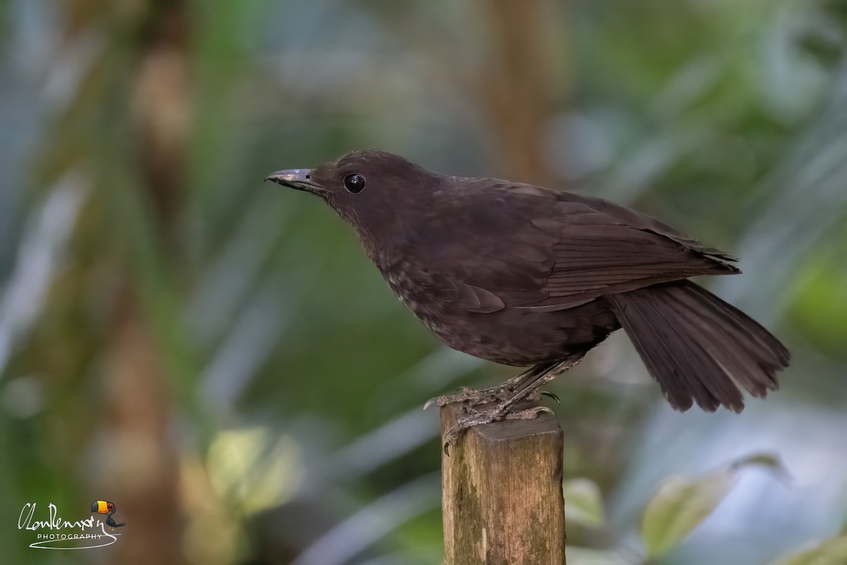 Bornean Whistling-Thrush - ML659555600