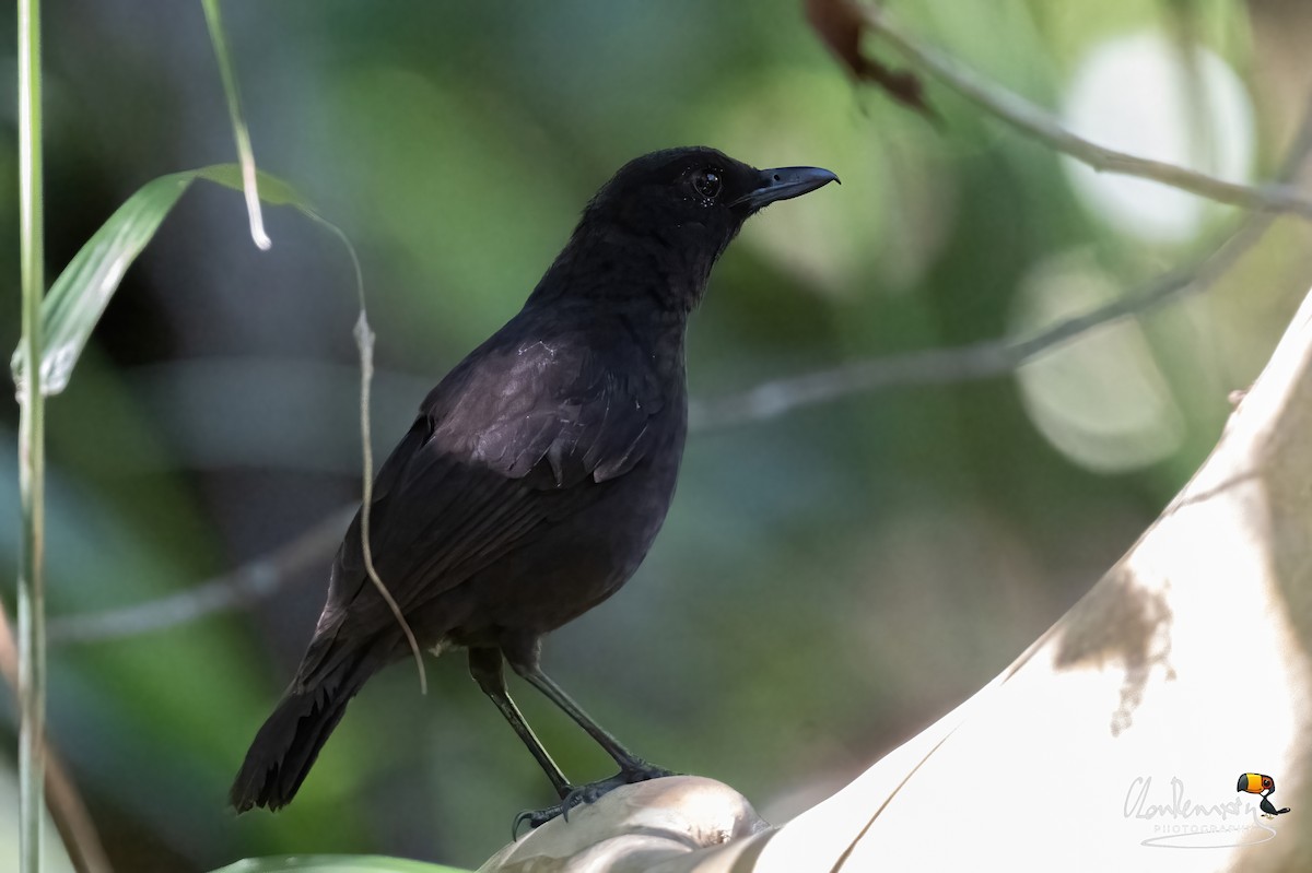 Bornean Whistling-Thrush - ML659555618