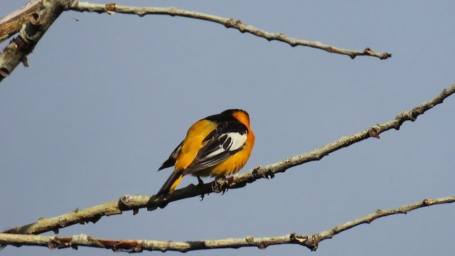 Bullock's Oriole - ML659555748