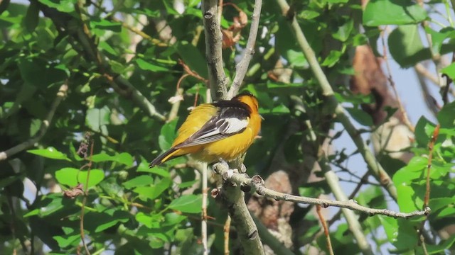 Bullock's Oriole - ML659555749