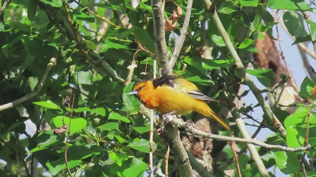 Bullock's Oriole - ML659555750