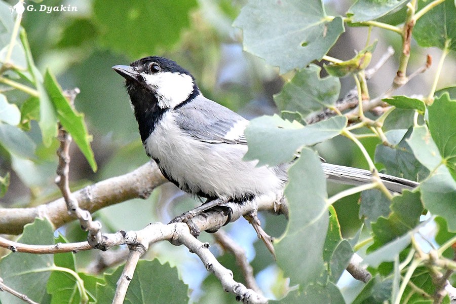Great Tit (Turkestan) - ML659555791