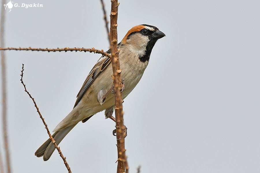 Saxaul Sparrow - ML659555804