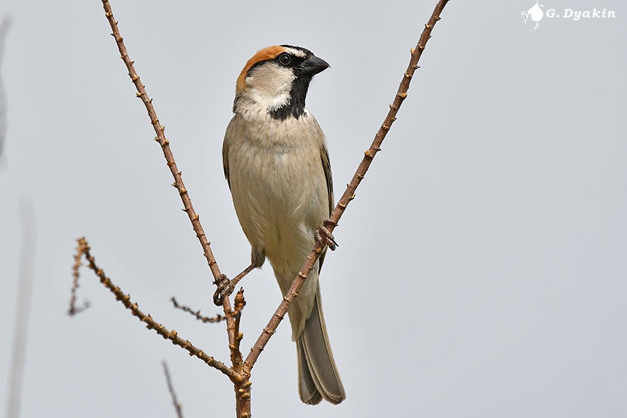 Saxaul Sparrow - ML659555807