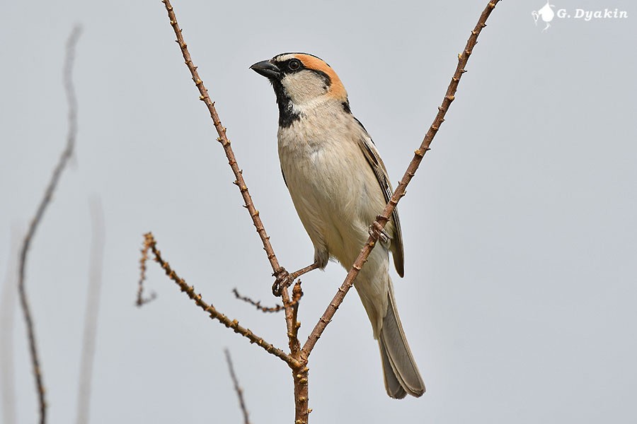 Saxaul Sparrow - ML659555810