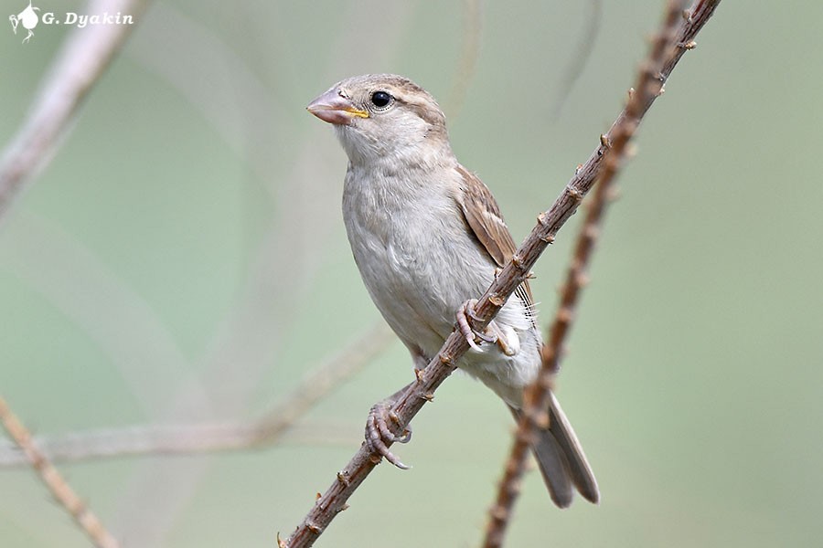 Saxaul Sparrow - ML659555812