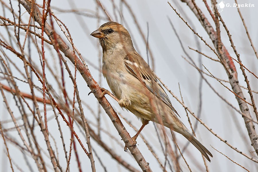 Saxaul Sparrow - ML659555813