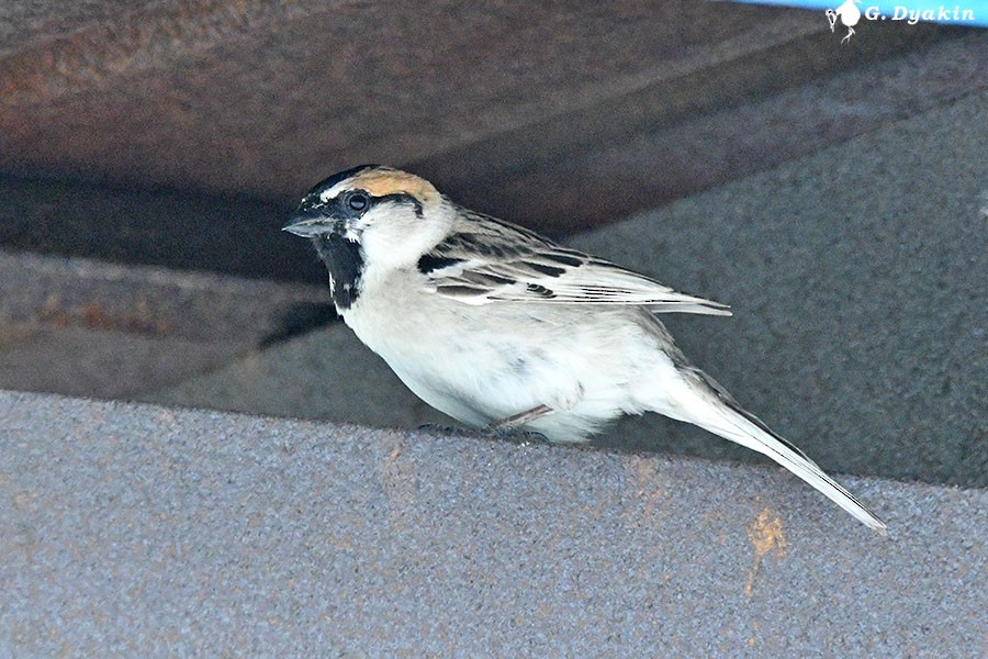 Saxaul Sparrow - ML659555816