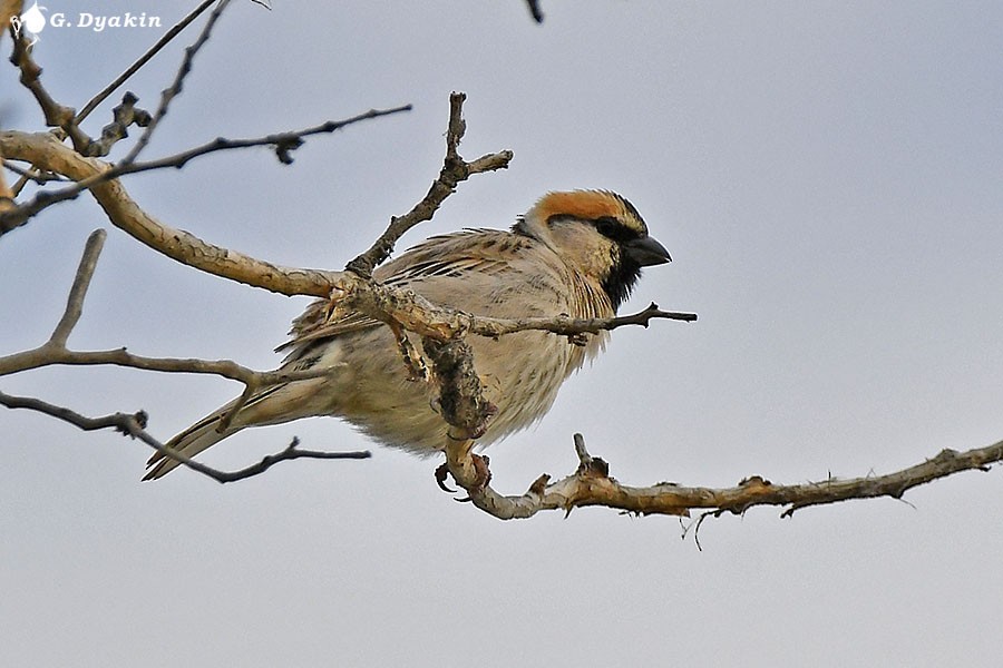 Saxaul Sparrow - ML659555824