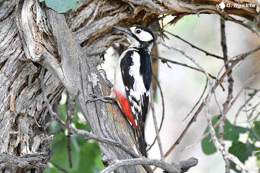 White-winged Woodpecker - ML659555835