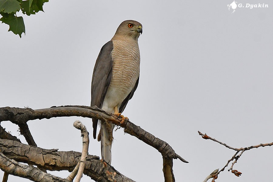 Shikra - ML659555839