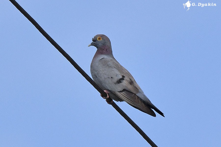 Yellow-eyed Pigeon - ML659555853