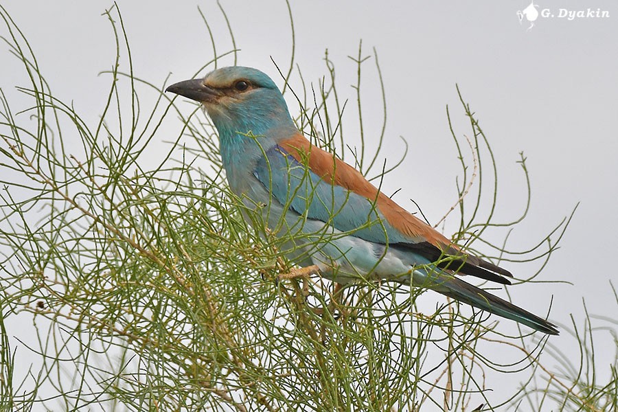 European Roller - ML659555861