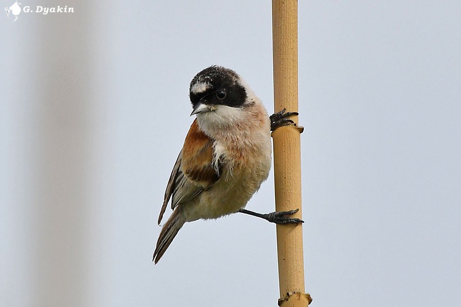 White-crowned Penduline-Tit - ML659555871