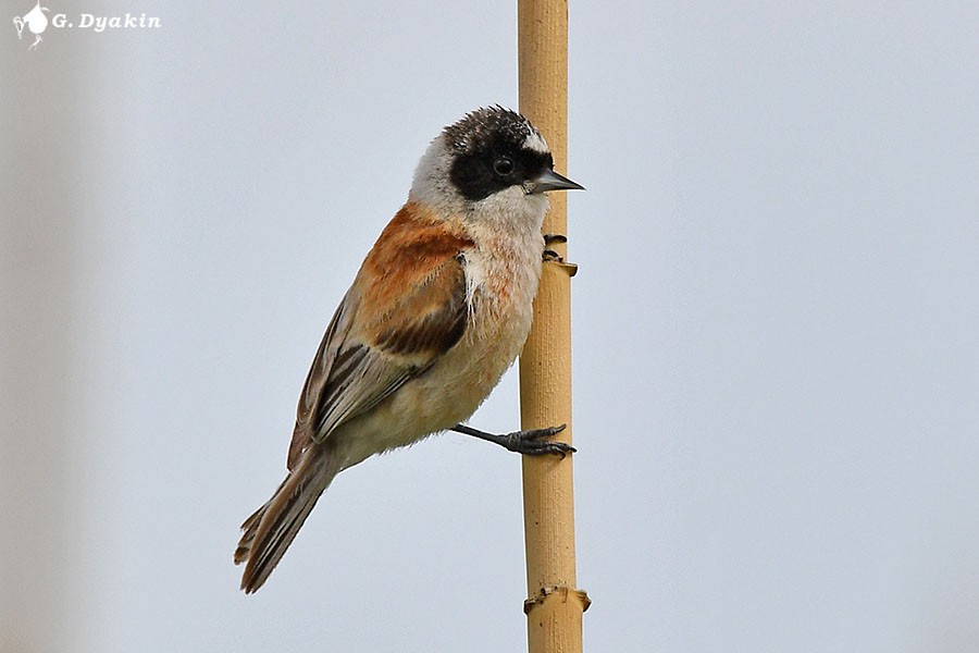 White-crowned Penduline-Tit - ML659555872