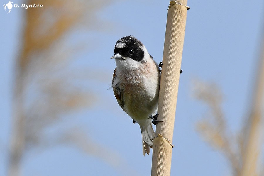 White-crowned Penduline-Tit - ML659555875