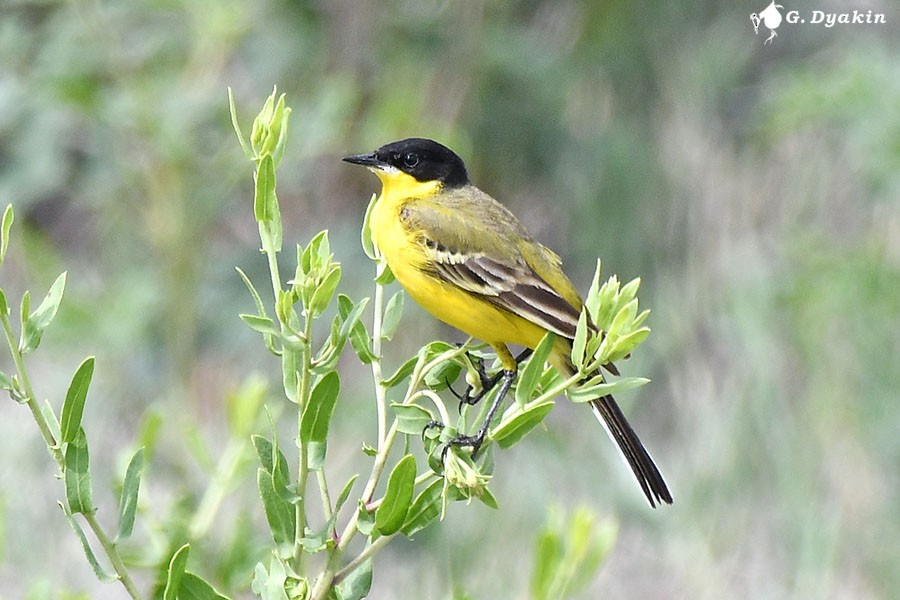 Western Yellow Wagtail (feldegg) - ML659555891