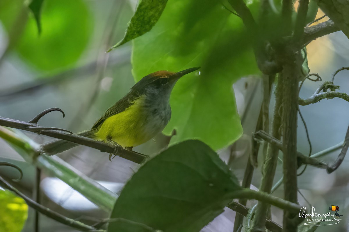 Mountain Tailorbird - ML659555910
