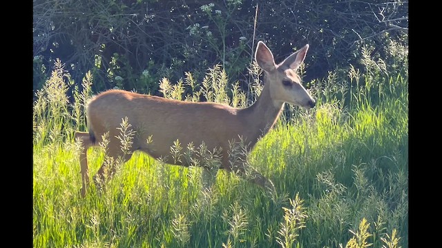 Mule Deer - ML659555921