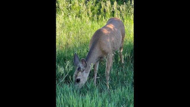 Mule Deer - ML659555923