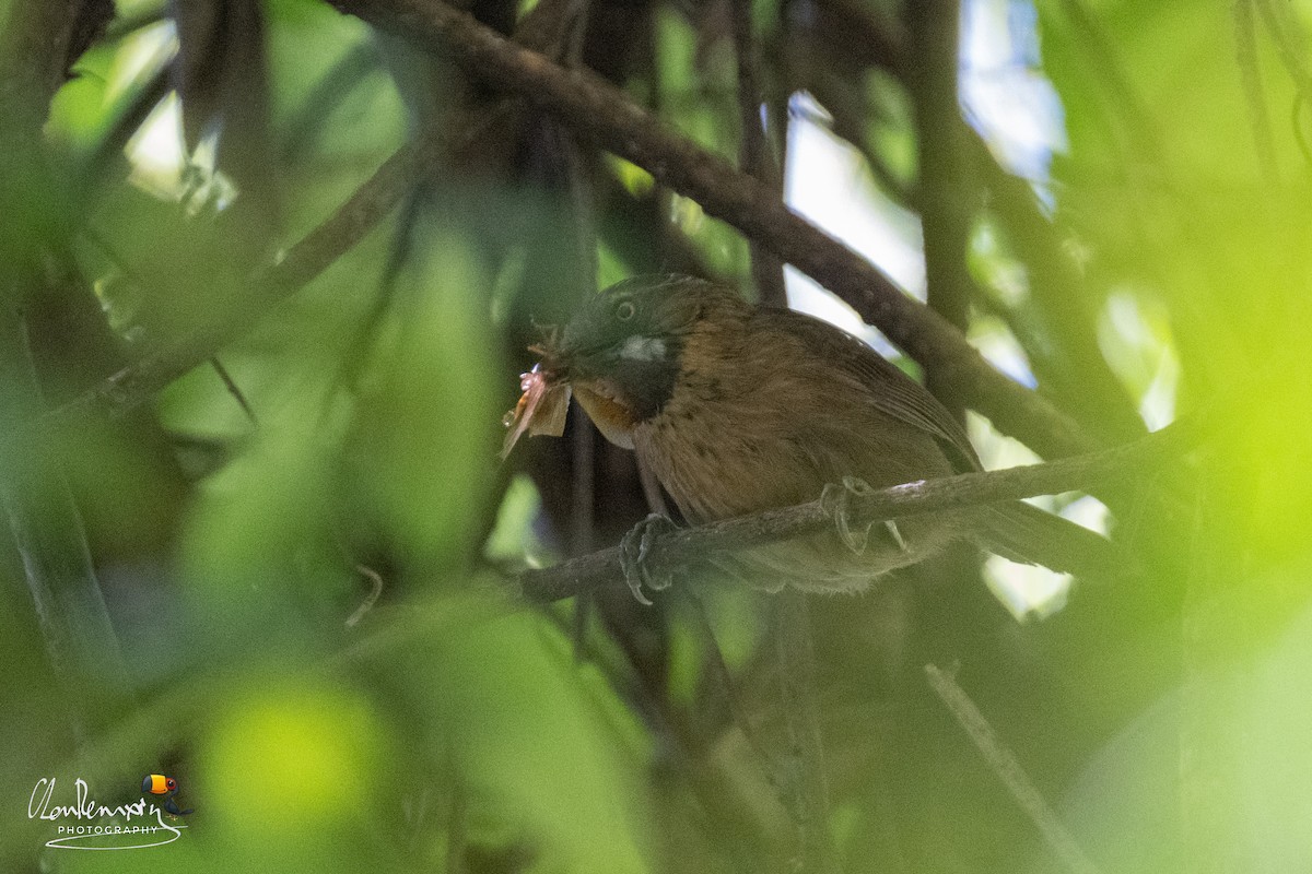 Gray-throated Babbler - ML659555927
