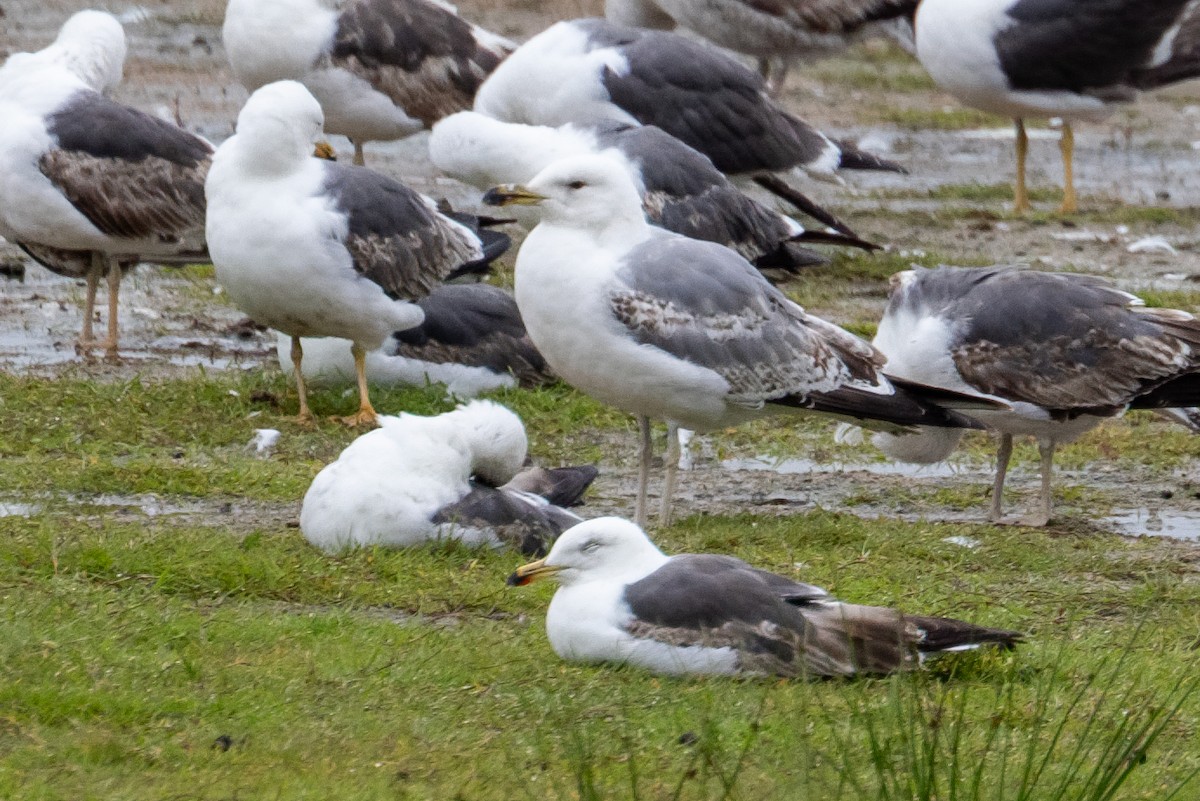 Yellow-legged Gull - ML659555967