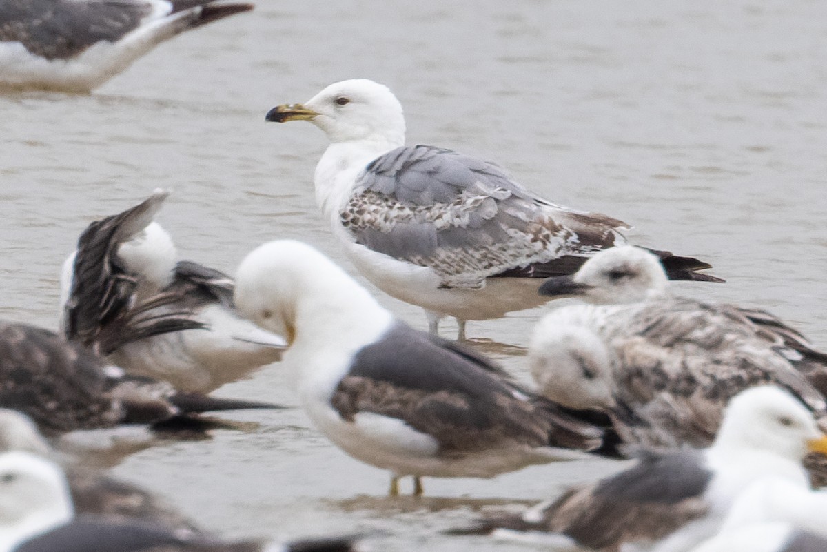 Yellow-legged Gull - ML659555969