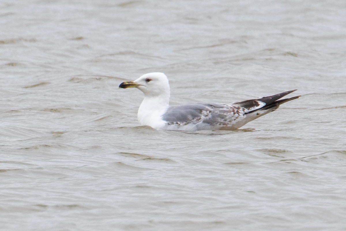 Yellow-legged Gull - ML659555975