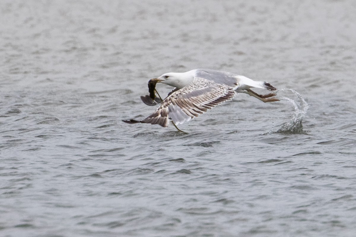 Yellow-legged Gull - ML659555979