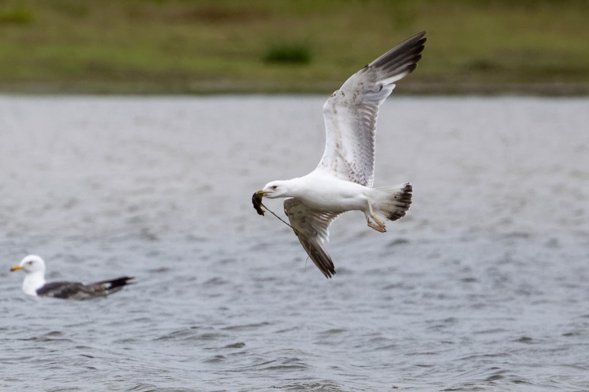 Yellow-legged Gull - ML659555987