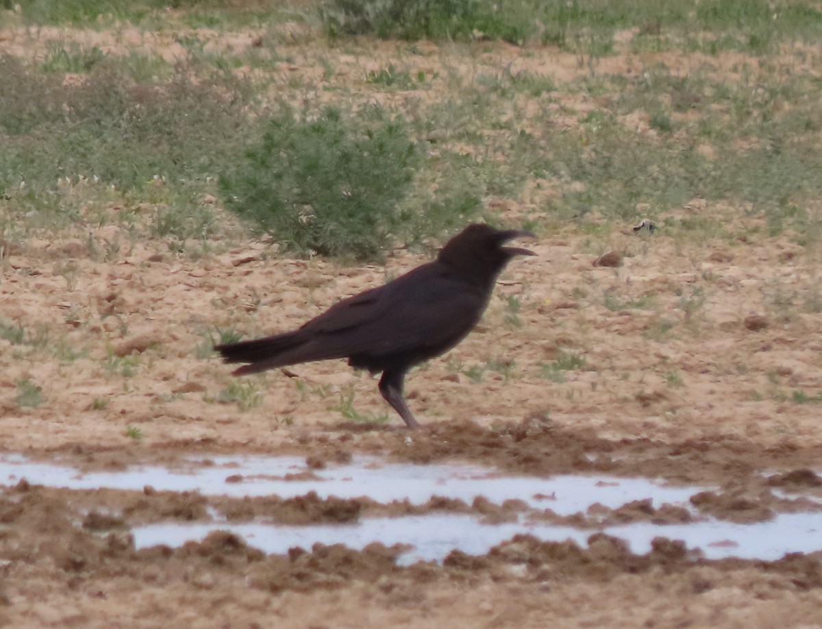 Brown-necked Raven - ML659556086