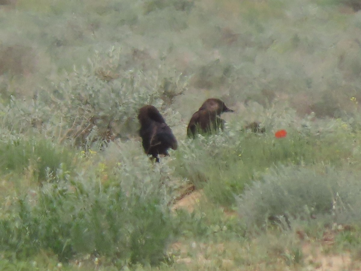 Brown-necked Raven - ML659556087