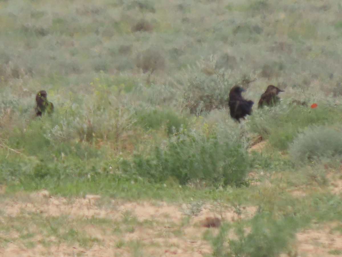 Brown-necked Raven - ML659556088