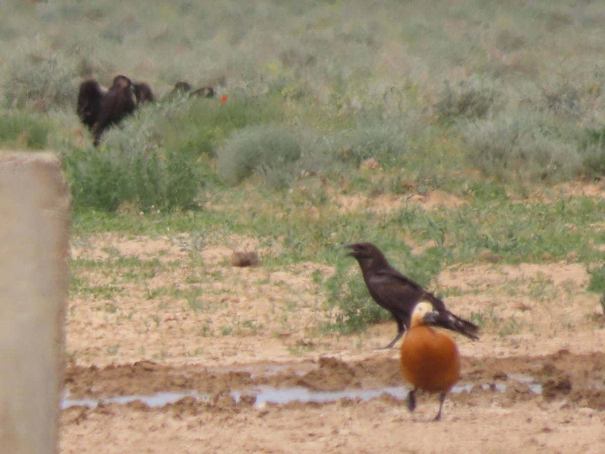 Brown-necked Raven - ML659556089