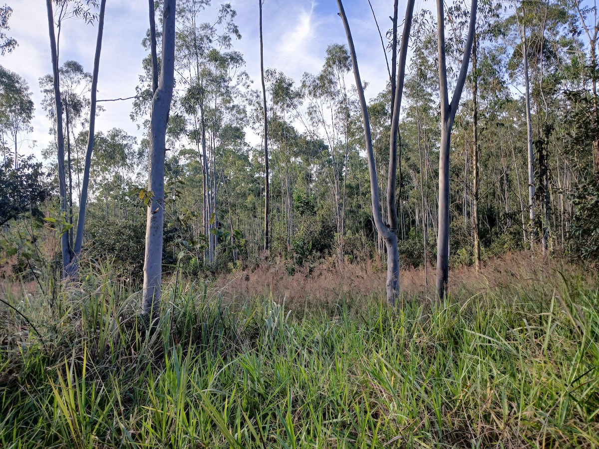 null - ML659556116