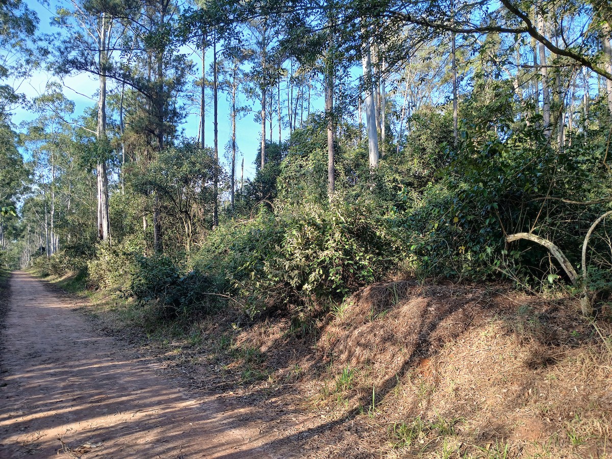null - ML659556118