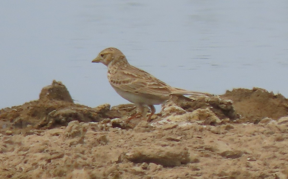 Asian Short-toed Lark - ML659556221