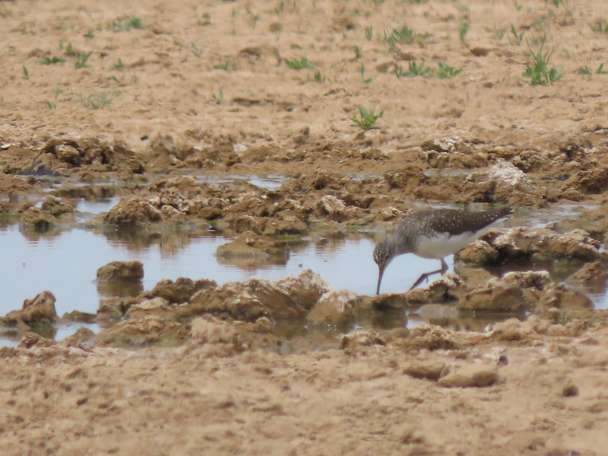 Green Sandpiper - ML659556256