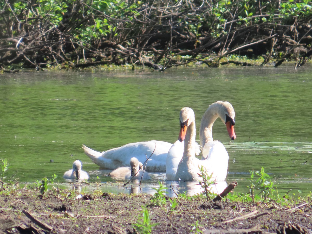Cigno reale - ML659556354